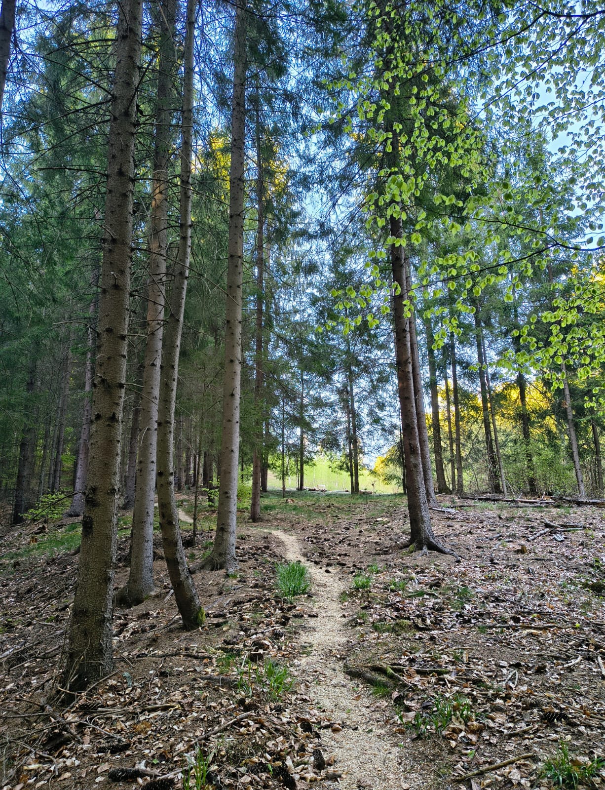 Poteca prin pădure